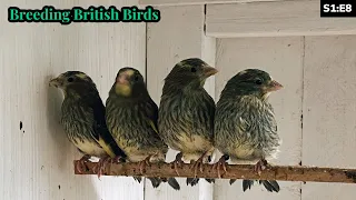 The FIRST Natives Weaned & BIG Project SPOILER | Breeding British Birds S1:E8