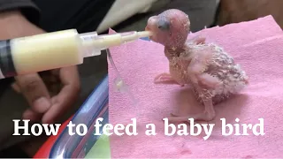 How to hand feed a baby bird? #birds #shorts #viral #vlog #youtubeshorts #Viralvideo #feeding