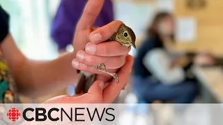 These banded birds have scientists singing a new tune