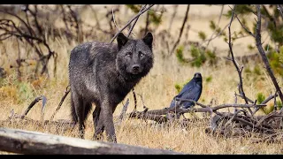 The Gray Wolf, Orchestrator of Balance