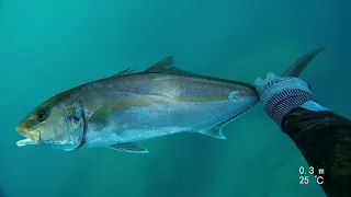 spearfishing  amberjack / אינטיאס בצלילה חופשית