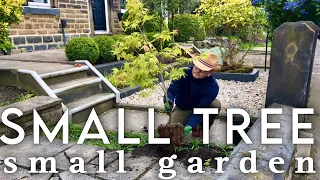 Helping elderly neighbours: Big Tree removal Small Tree Planting #towngarden #smalltree