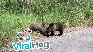 Grizzly Bear 399 and Her Four Cubs || ViralHog