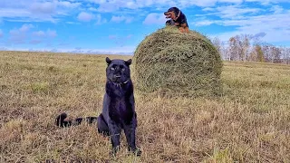 Luna the pantera is blown away by the wind. Rottweiler Venza watchdog