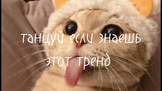 🤸 Танцуй если знаешь этот ✨/Самые  новые тренды 🎧/ Тик Ток🤍