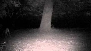 Creepy Mutant Weird Strange Deer filmed by UWAY NT50 Trail Camera in Texas (different angle)