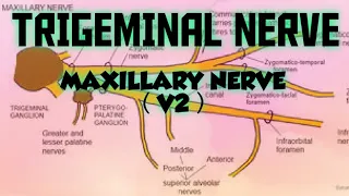 TRIGEMINAL NERVE - V2 MAXILLARY DIVISION ( GENERAL ANATOMY )