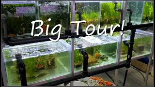End Of 2020 Fish Room Tour Plus future Experiments