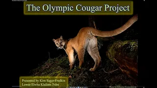 ONP Perspectives: Olympic Cougar Project