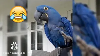 СМЕШНЫЕ ЖИВОТНЫЕ/ПРИКОЛЫ 2019/Funny Animals