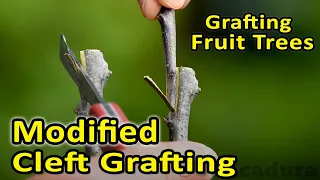 Grafting Fruit Trees | Modified Cleft Graft | Best option for different diameter scion and rootstock