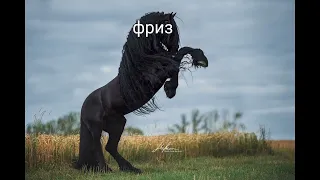 я их люблю!