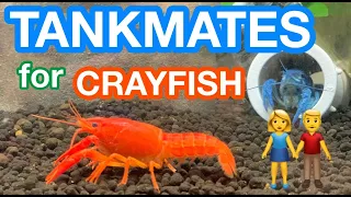 CRAYFISH TANKMATES