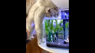 Безумно милое видео. Кошка с котенком пьют из аквариума