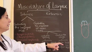 Muscles of Larynx