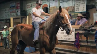 Horse Rescue Heroes: Auction Rescue