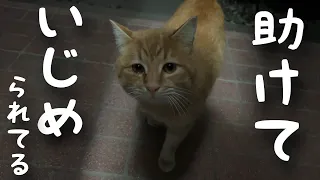 助けて！野良猫が救いを求めて玄関から離れない【ネコ・保護猫】