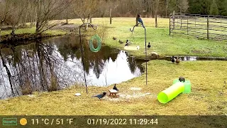 Mallard Ducks have returned to "the lake" part 1 (some audio)