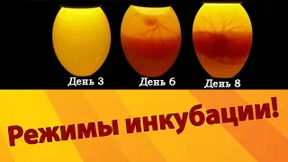 СЕКРЕТЫ ИНКУБАЦИИ ЯИЦ! Режимы инкубации куриных яиц. Температура и влажность в инкубаторе