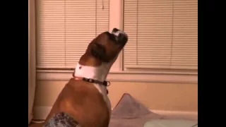 Sad dog sings the blues