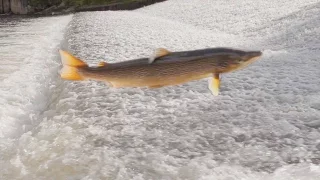 Salmon Jumping Shrewsbury Weir