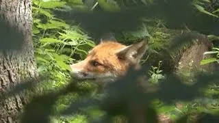 Jägertipps - Wie macht der Fuchs?