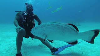 Grand Bahamas diving - Big friendly grouper wants to cuddle with diver