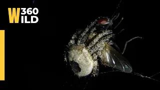 How Alien 👽 Spider 🕸️ 🪤 Trapped Big House FLY 😲 MUST SEE FULL VIDEO || WILD360