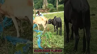 Local Cow meeting #shorts #shorts #youtubeshorts