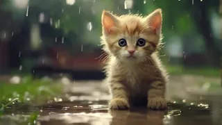 😺 cute kitten got rained on - poor cute kitten - nature sound rain 💦.