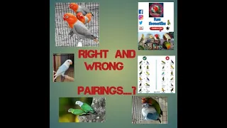 AFRICAN LOVEBIRDS RIGHT(Tama) AND WRONG (Mali)PAIRINGS..