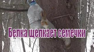 Белка  щелкает семечки из кормушки.