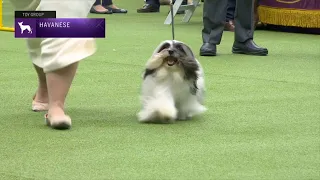 Havanese | Breed Judging 2023