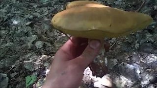 Тихая охота - грибы есть , начало июня 2016