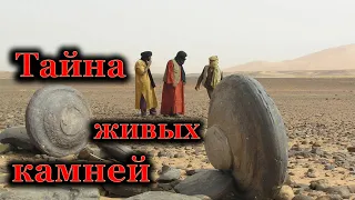 Тайна живых камней в ливийской пустыне, которые образуют «Долину планет»