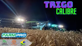 Colheita trigo 🌾 - TBIO CALIBRE