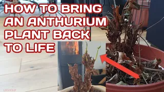 REVIVING AN ANTHURIUM THAT LOST ITS LEAVES | DYING ANTHURIUM CAN BE REVIVE |