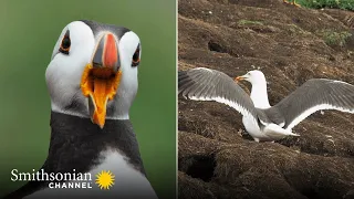 This Puffin Mom Is Accosted by Thieving Seagulls 😤 Stormborn | Smithsonian Channel