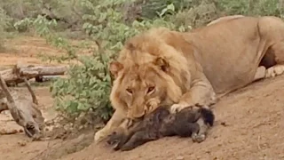 MALE LION ATTACKS & KILLS BABY HYENA