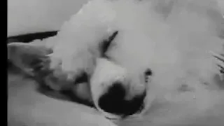 Experiments in the Revival of Organisms - Russian Dog Head Experiment