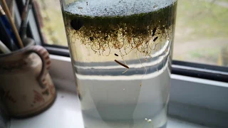 The Pond On My Window Sill - Ecosphere Week 1