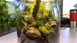 Das ewige Terrarium