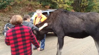 Friendly moose experience