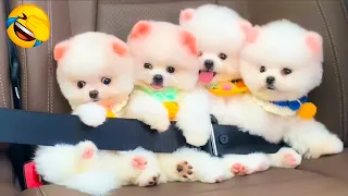 Cute Pomeranian Puppies Doing Funny Things #6 | Cute and Funny Dogs | Box Studios