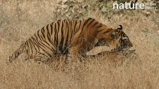 Bengal tiger male and female pair mating, Ranthambhore, India