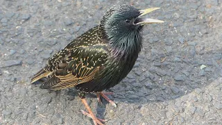 Starling bird's variety of calls and sounds