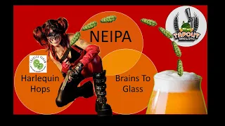 Harlequin Hops used in a NEIPA, Harlequin Assassin NEIPA (Brains to Glass)