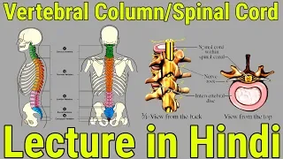 Vertebral Column and Spinal Cord: Lecture in Hindi