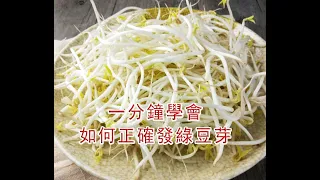 如何發綠豆芽？一分鐘學會！ Learn Grow Mung Bean Sprouts in One Minute