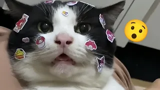 Stickers Decorate It?😯Funny Cats and Dogs video #45